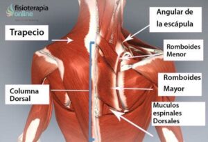 Cómo aliviar el malestar en la zona dorsal cerca de los órganos respiratorios como-aliviar-el-malestar-en-la-zona-dorsal-cerca-de-los-organos-respiratorios