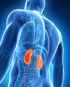 Cuando los riñones duelen, ¿qué parte del cuerpo se ve afectada? cuando-los-rinones-duelen-que-parte-del-cuerpo-se-ve-afectada
