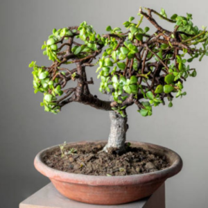 La ubicación ideal para colocar el jade en tu hogar la-ubicacion-ideal-para-colocar-el-jade-en-tu-hogar