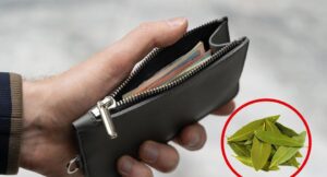 Los beneficios de llevar hojas de laurel en tu cartera los-beneficios-de-llevar-hojas-de-laurel-en-tu-cartera
