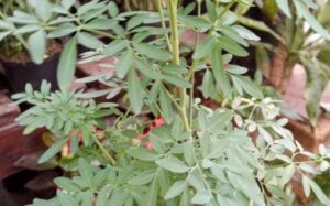 Los beneficios de utilizar la ruda para purificar tu hogar los-beneficios-de-utilizar-la-ruda-para-purificar-tu-hogar
