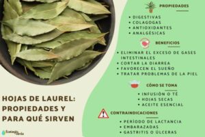 Los beneficios del laurel en el organismo los-beneficios-del-laurel-en-el-organismo