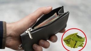 Los efectos de colocar 3 hojas de laurel en tu billetera los-efectos-de-colocar-3-hojas-de-laurel-en-tu-billetera